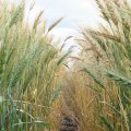 Looking down a row of wheat growing in Australia